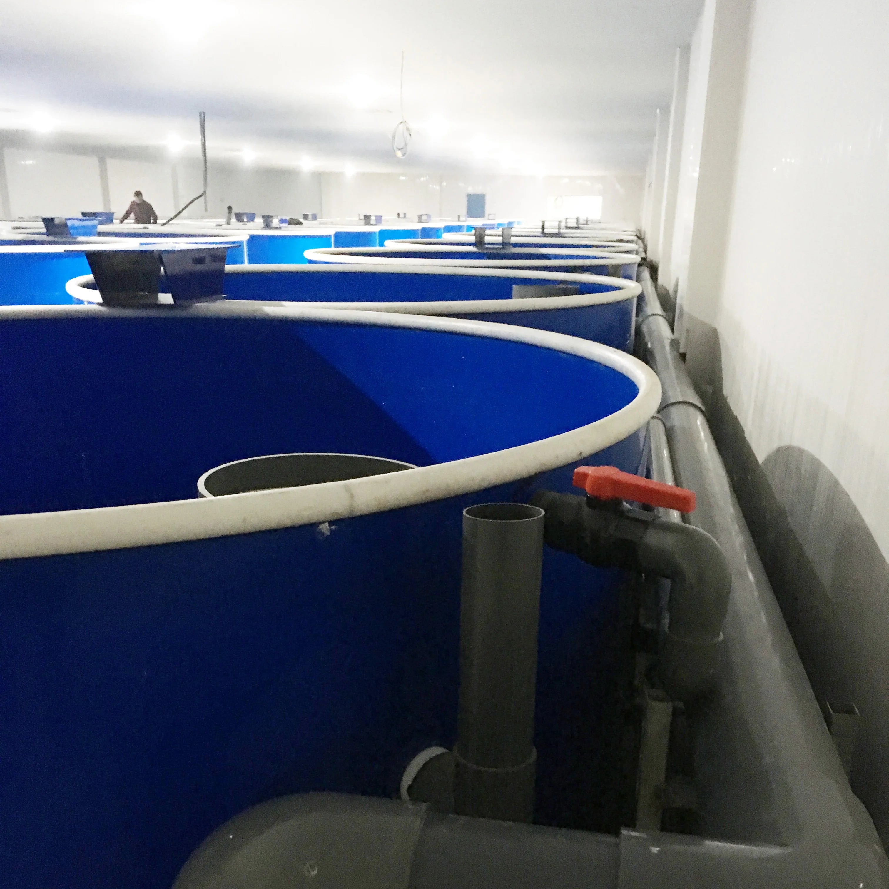 Customized Recirculating Aquaculture Systems Indoor Fish Farm Tanks