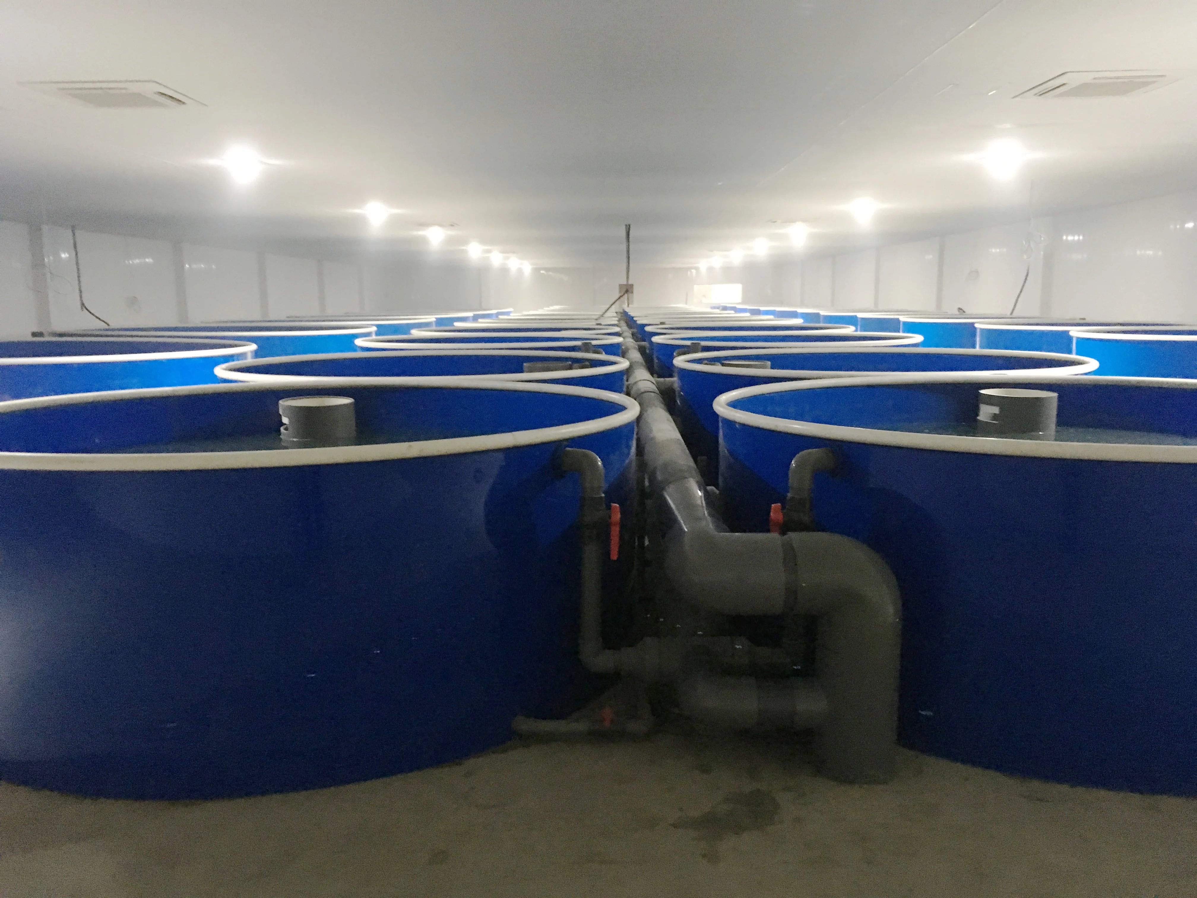 Customized Recirculating Aquaculture Systems Indoor Fish Farm Tanks