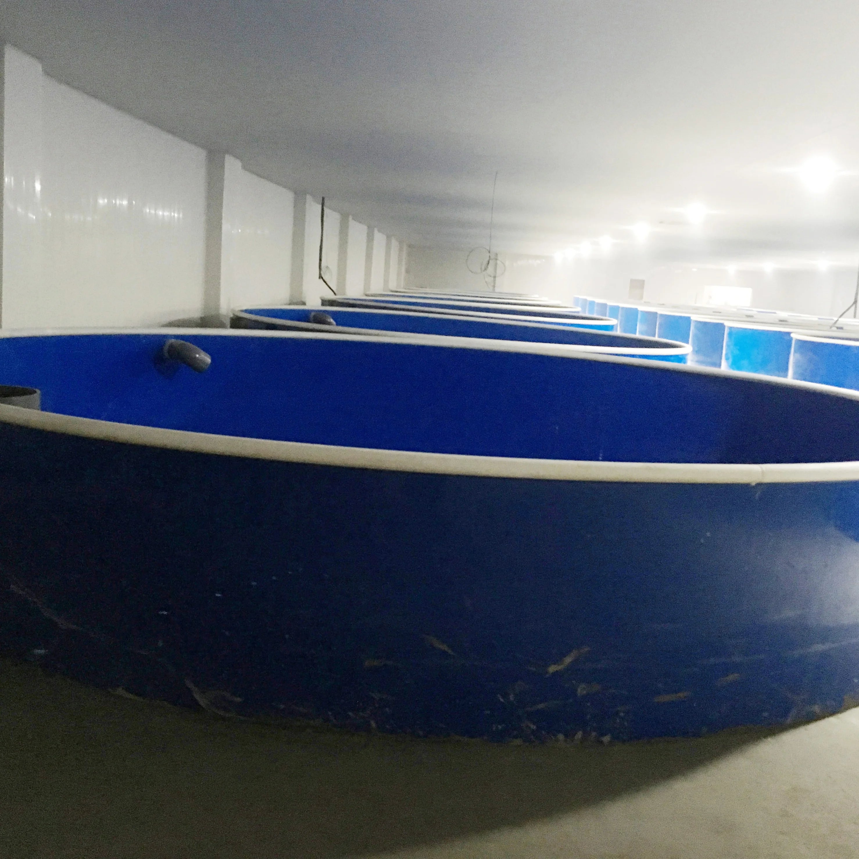 Customized Recirculating Aquaculture Systems Indoor Fish Farm Tanks