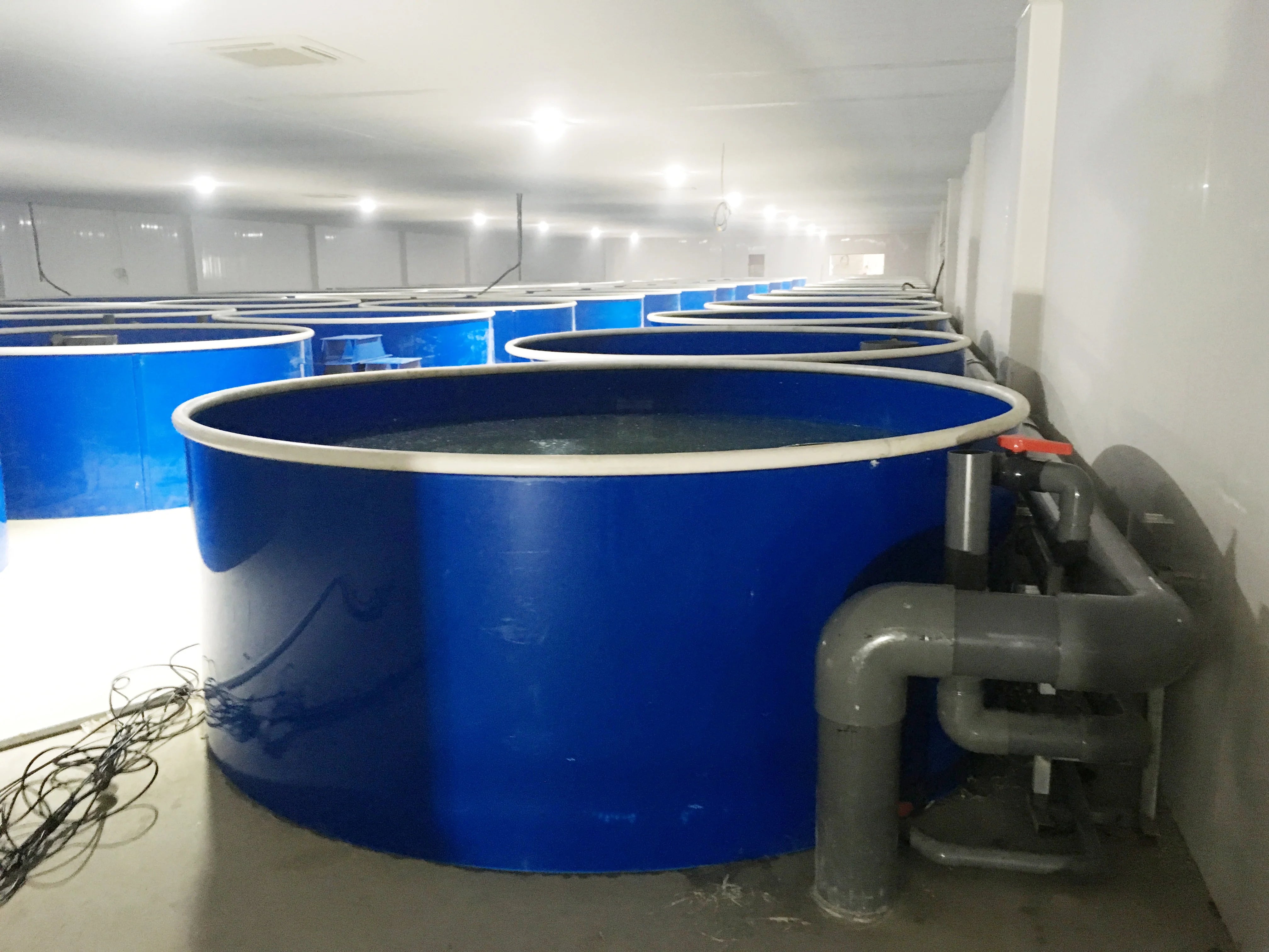 Customized Recirculating Aquaculture Systems Indoor Fish Farm Tanks