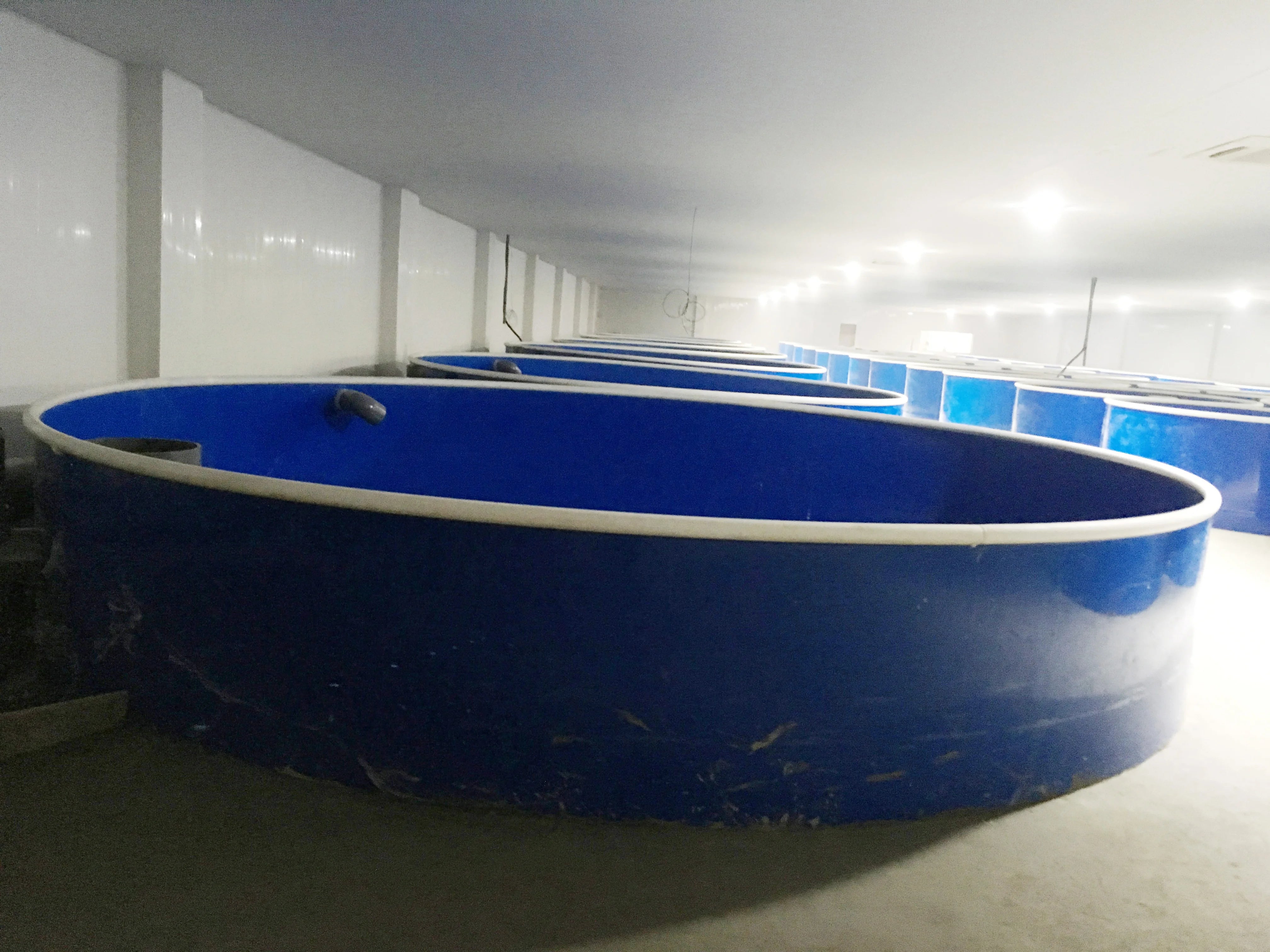 Customized Recirculating Aquaculture Systems Indoor Fish Farm Tanks