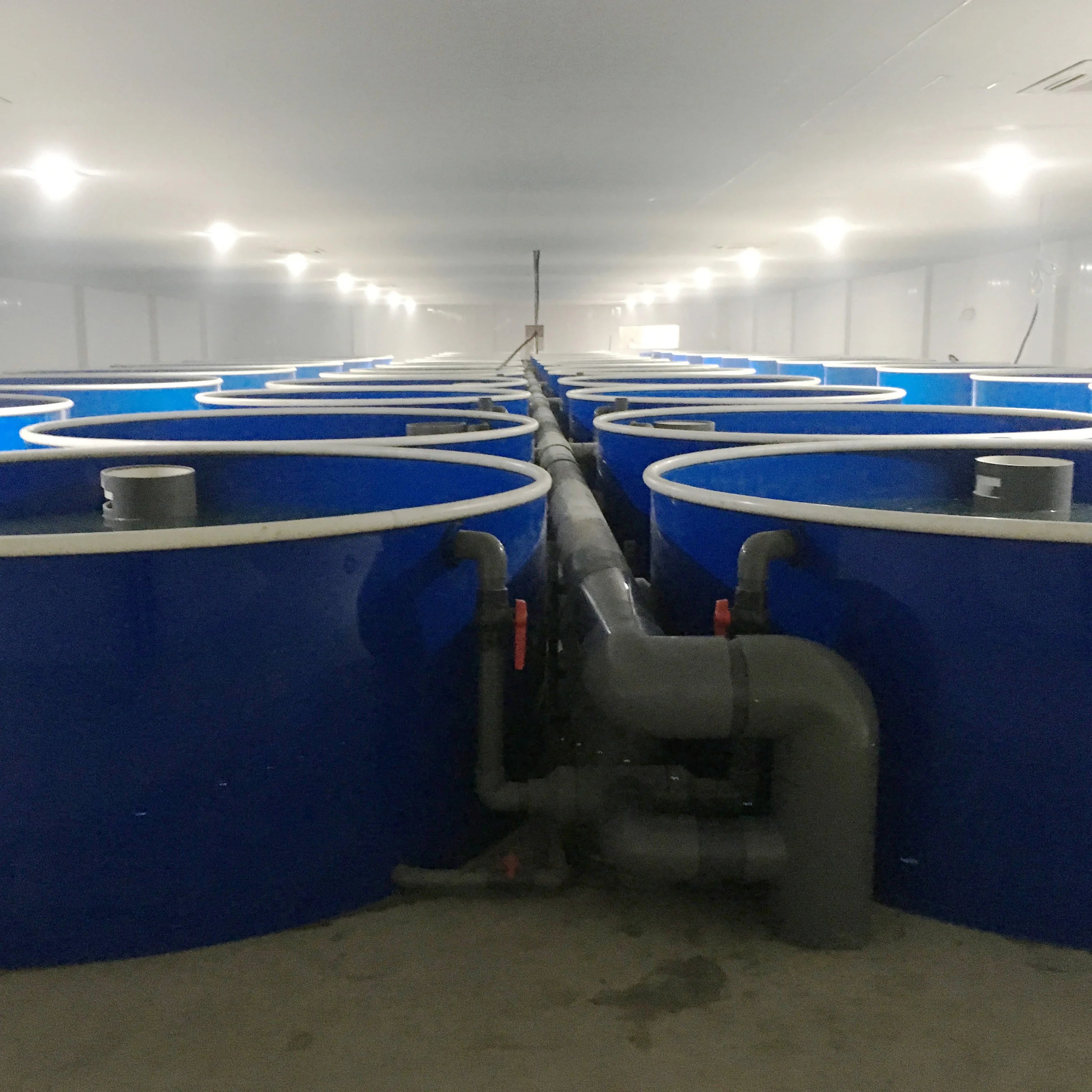 Customized Recirculating Aquaculture Systems Indoor Fish Farm Tanks